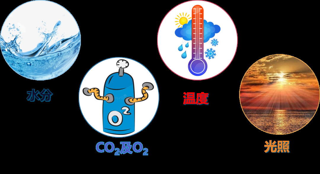 成分.png