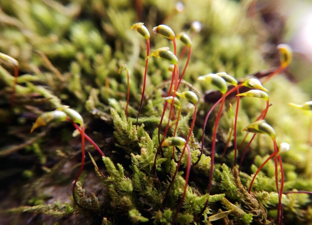 苔藓植物图片及简介图片