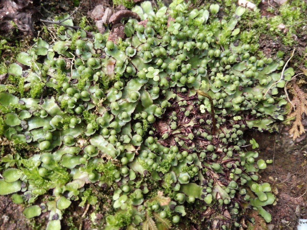 raddi 瘤冠苔科(石地钱科)别名:石蛤蟆.生干燥的石壁,土坡或岩缝上.