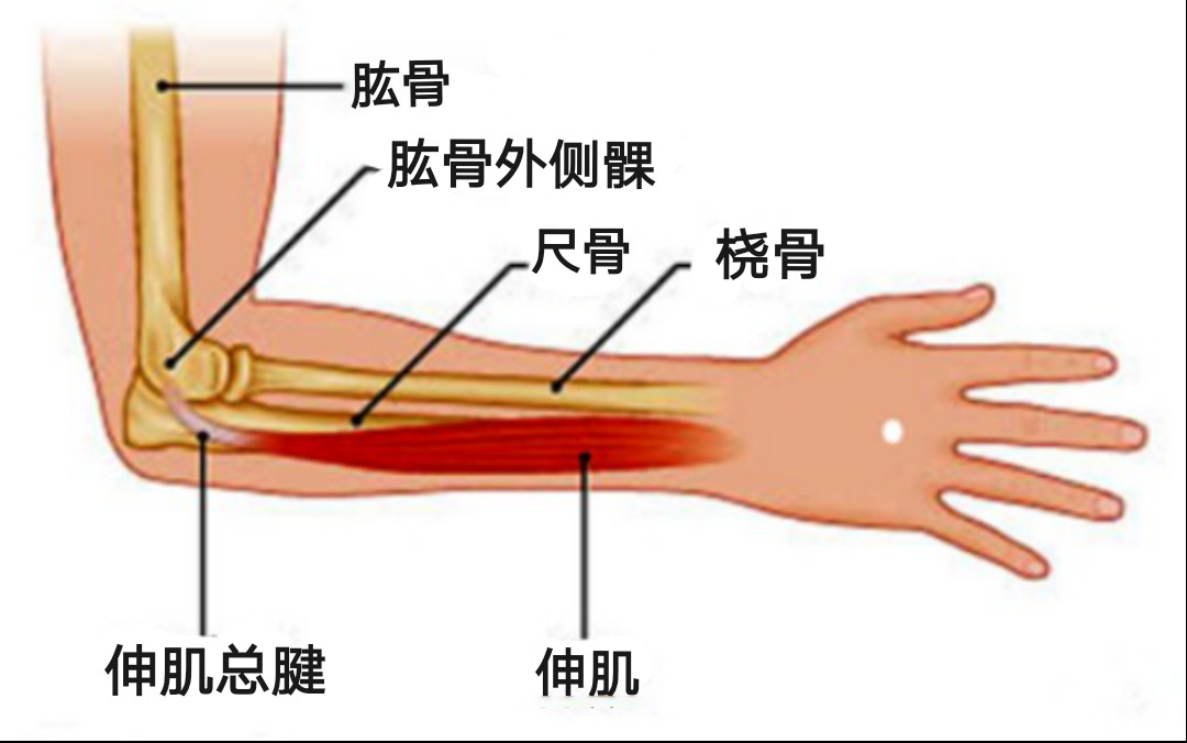 肘关节解剖示意图