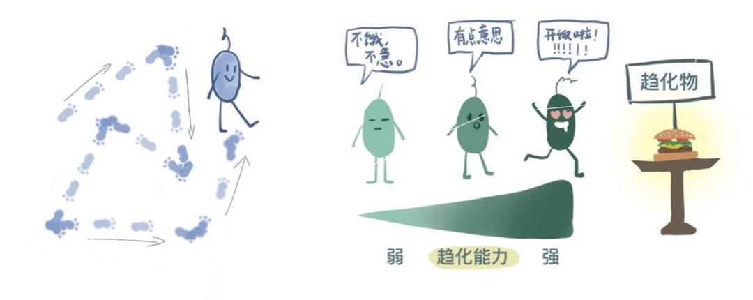 细菌的随机游动与趋化运动能力差异示意图。.jpg