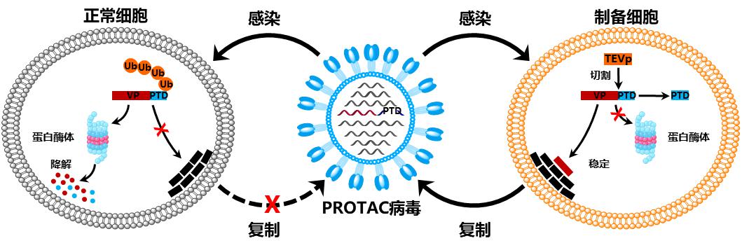 PROTAC病毒疫苗设计原理图 来源：科研团队供图.jpg