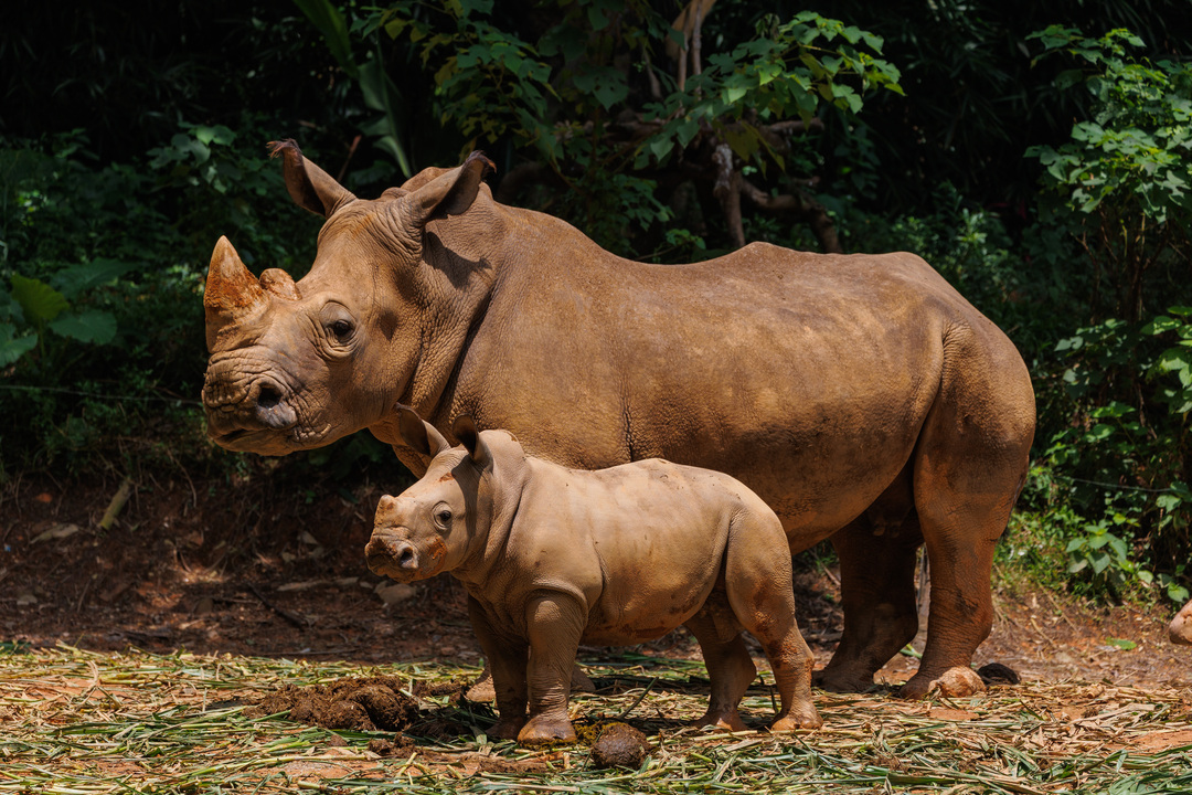长隆繁育白犀牛宝宝西西顺利合群
