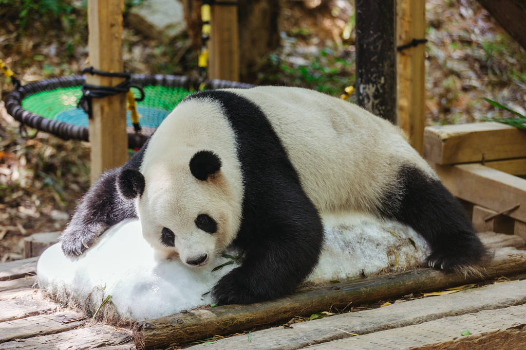 165848838011212017.jpg df1652ba56b6e2b4191acdacf9545063_.jpg