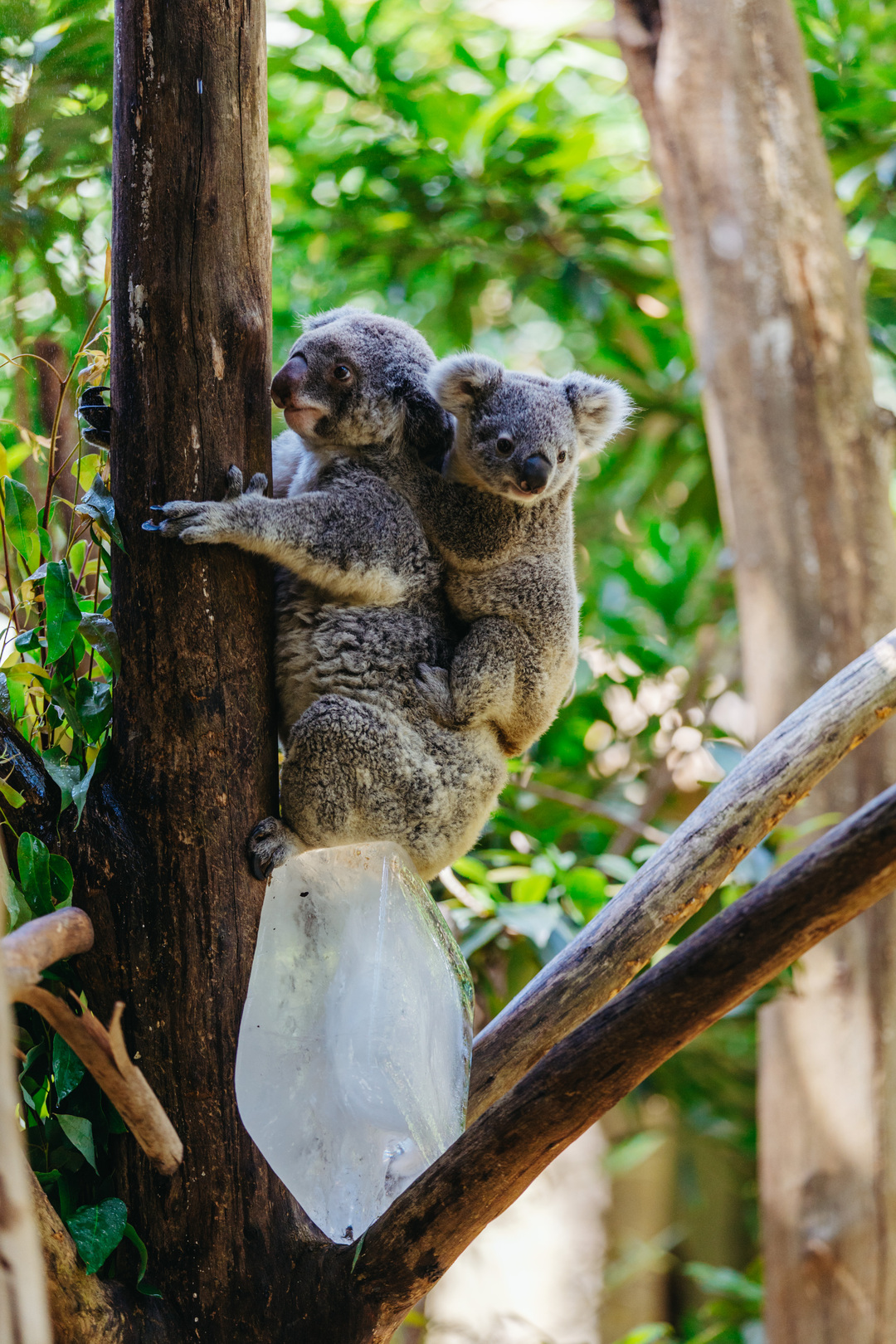 165848852193973733.jpg 81c844f61ab44e11a9902f2f72b842df_.jpg