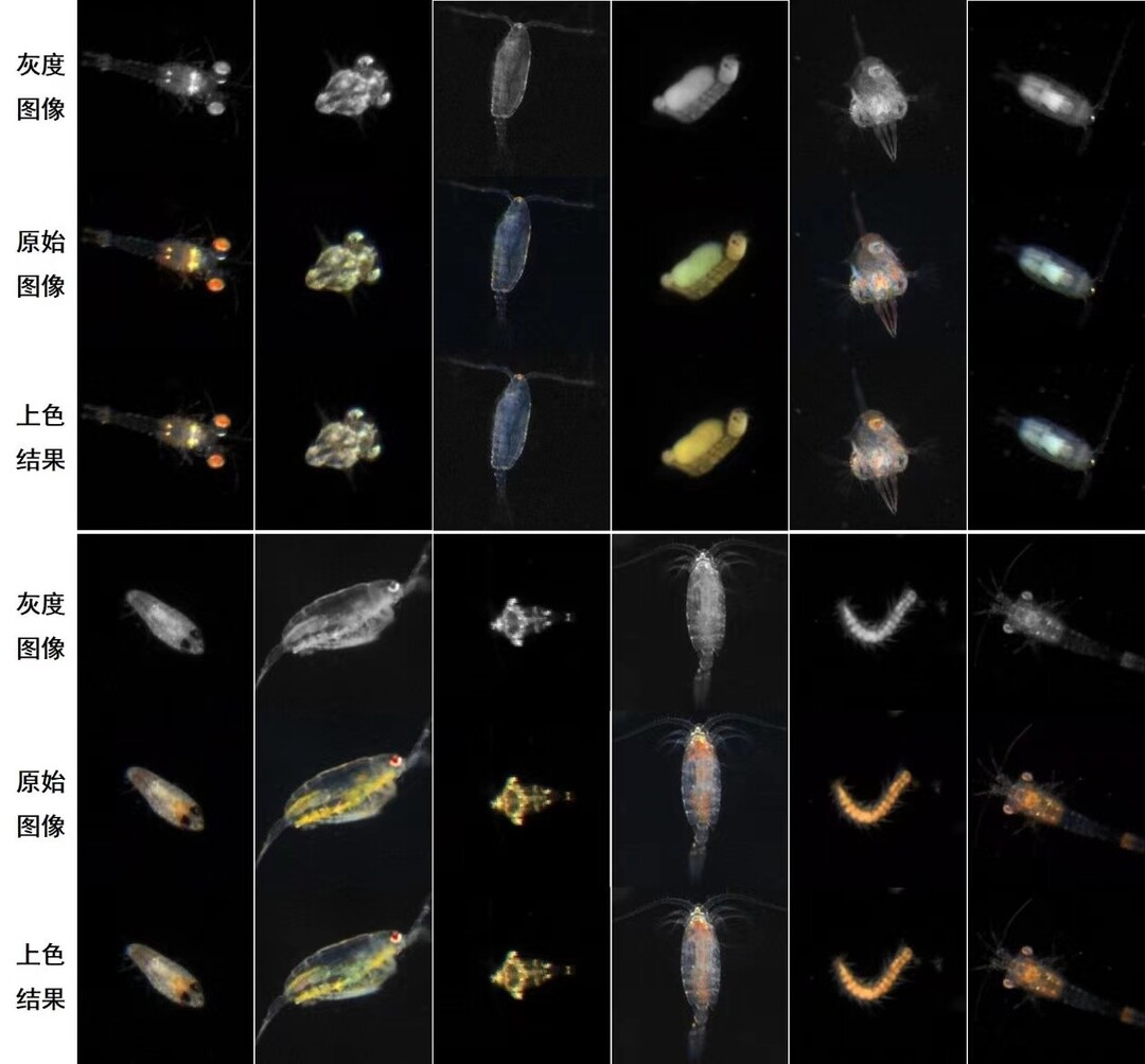 利用IsPlanktonCLR算法给海洋浮游生物目标图像着色的对比图 来源：研究团队供图.jpg