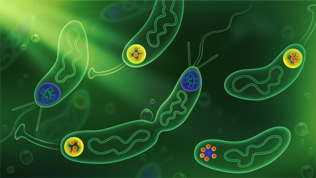 微生物细胞内的蛋白“结界” 。科研团队供图.jpg