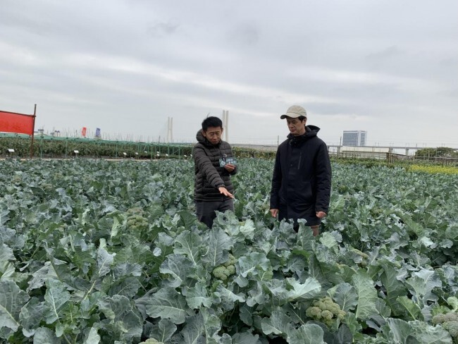 松花型米修斯西兰花专场走进广州市南沙区.jpeg