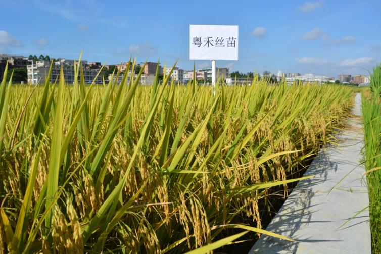 E:\2-研究室\5-审定品种\1-品种照片\2017年早造\白云\粤禾丝苗\粤禾丝苗.JPG