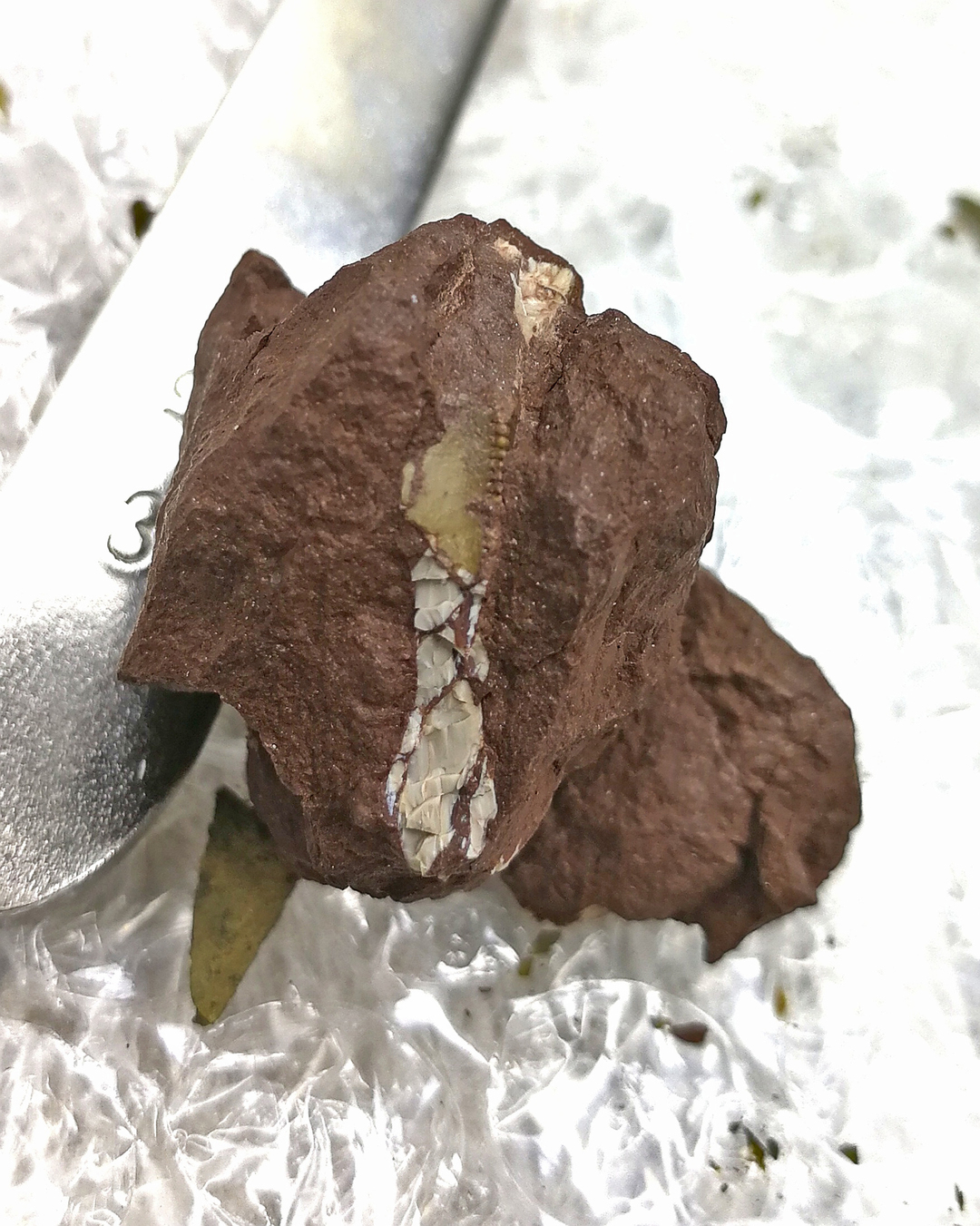 广州的暴龙超科牙齿化石清修前状态 摄影 曾强.jpg