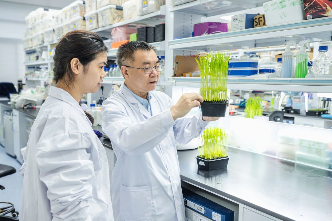 2.储成才指导学生观察稻苗.jpg