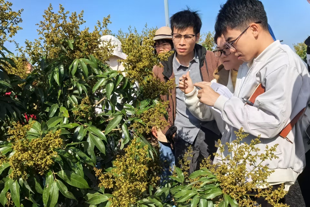 茂名市气象局技术人员联合创新团队实地调查荔枝花发育期生长情况 吴伟棠摄影.jpg